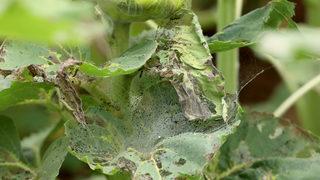 Trakya'da ayçiçeği tarlalarındaki çayır tırtılına karşı dron ile ilaçlama sürüyor