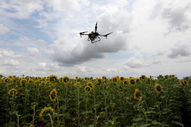 Trakya'da ayçiçeği tarlalarındaki "çayır tırtılına" karşı dron ile ilaçlama sürüyor G2