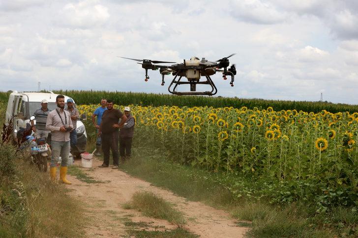 Trakya'da ayçiçeği tarlalarındaki "çayır tırtılına" karşı dron ile ilaçlama sürüyor G3