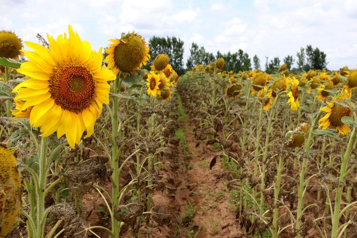 Trakya'da ayçiçeği tarlalarındaki "çayır tırtılına" karşı dron ile ilaçlama sürüyor G4
