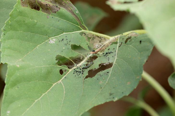 Trakya'da ayçiçeği tarlalarındaki "çayır tırtılına" karşı dron ile ilaçlama sürüyor G5