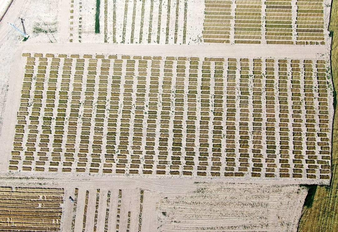 Tarımın kaderini değiştirecek! T&uuml;rk bilim insanlarından sevindiren haber: Buğdayda&hellip;