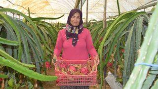 Mazot, gübre masrafı yok! 4 gün susuz kalabiliyor! Ejder meyvesinin kilosu 100 lira