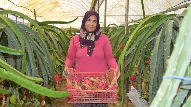 Mazot, gübre masrafı yok! 4 gün susuz kalabiliyor! Ejder meyvesinin kilosu 100 lira