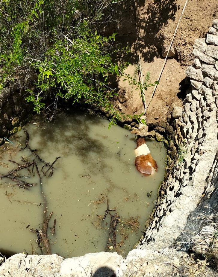 Malatya'da su kuyusuna düşen inek itfaiye ekiplerince kurtarıldı G1