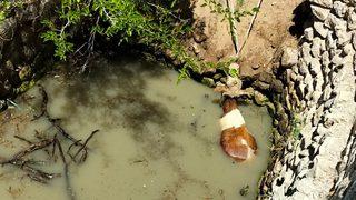 Malatya'da su kuyusuna düşen inek itfaiye ekiplerince kurtarıldı