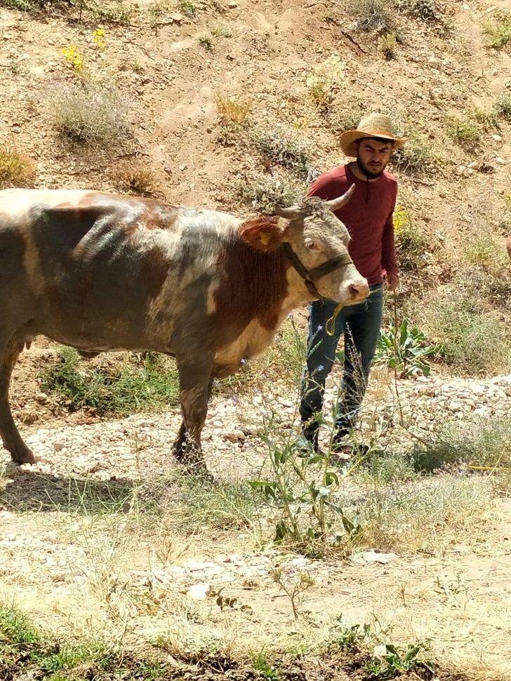 Malatya'da su kuyusuna düşen inek itfaiye ekiplerince kurtarıldı G3