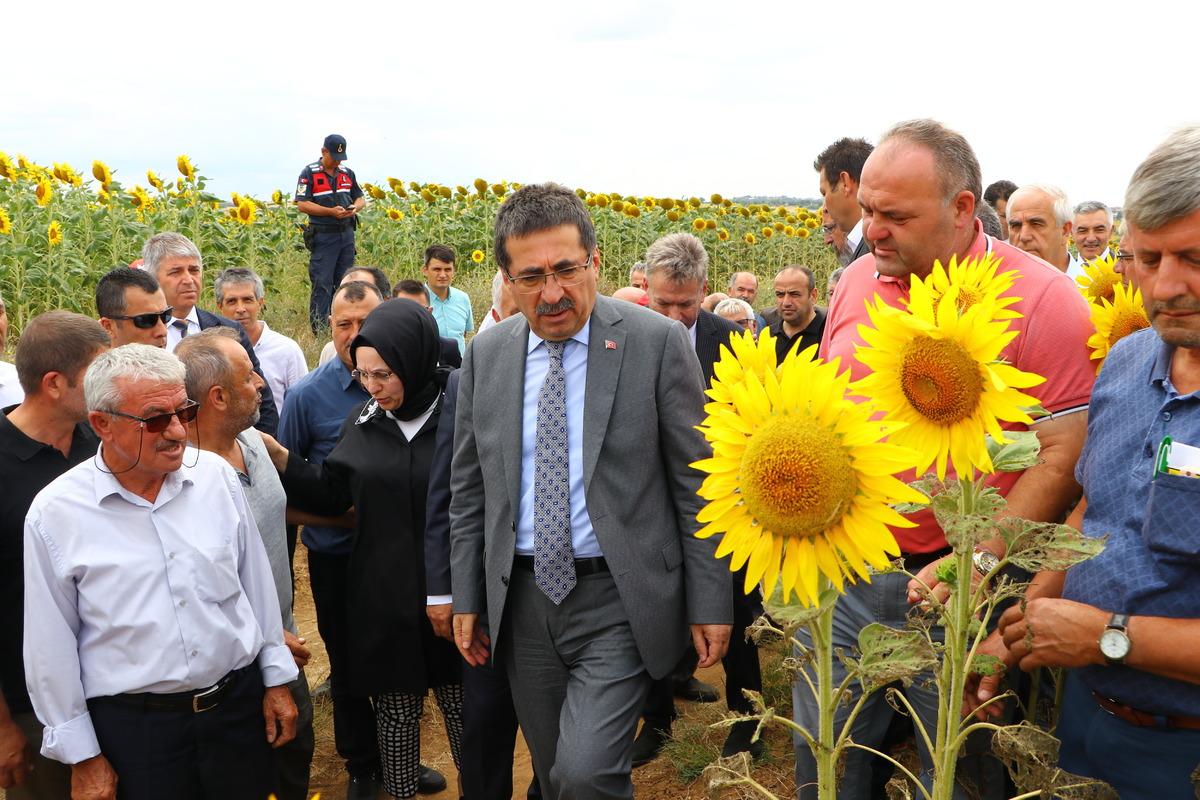 Tarım ve Orman Bakan Yardımcısı Pakdil, &ccedil;ayır tırtılı g&ouml;r&uuml;len tarlaları inceledi: