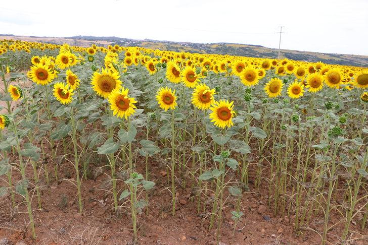 Tarım ve Orman Bakan Yardımcısı Pakdil, çayır tırtılı görülen tarlaları inceledi: G3