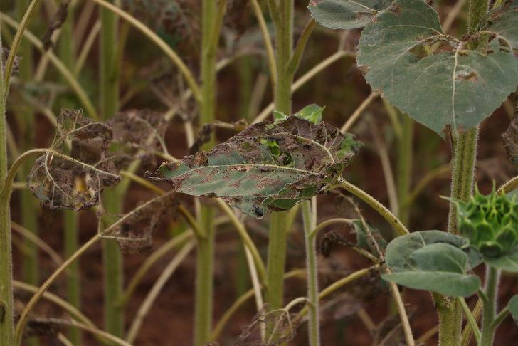 Tarım ve Orman Bakan Yardımcısı Pakdil, çayır tırtılı görülen tarlaları inceledi: G4