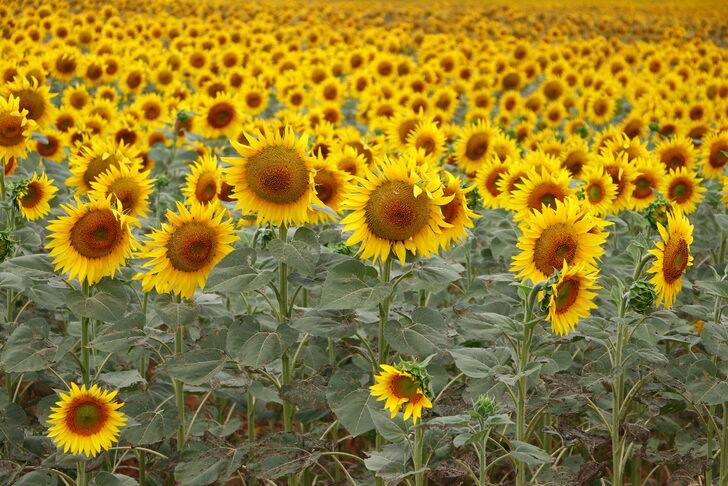 Tarım ve Orman Bakan Yardımcısı Pakdil, çayır tırtılı görülen tarlaları inceledi: G5