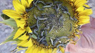 Eskişehir'de çayır tırtılı ile mücadele başladı