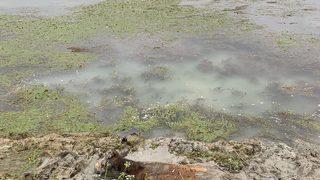 Tokat'ta çamura saplanan ineği itfaiye ekipleri kurtardı