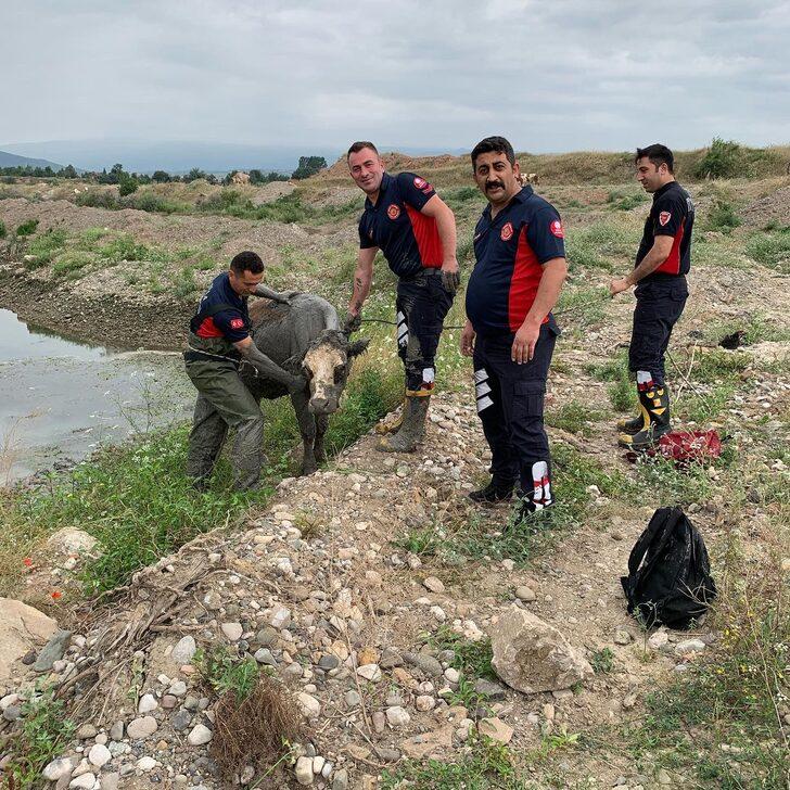 Tokat'ta çamura saplanan ineği itfaiye ekipleri kurtardı G3