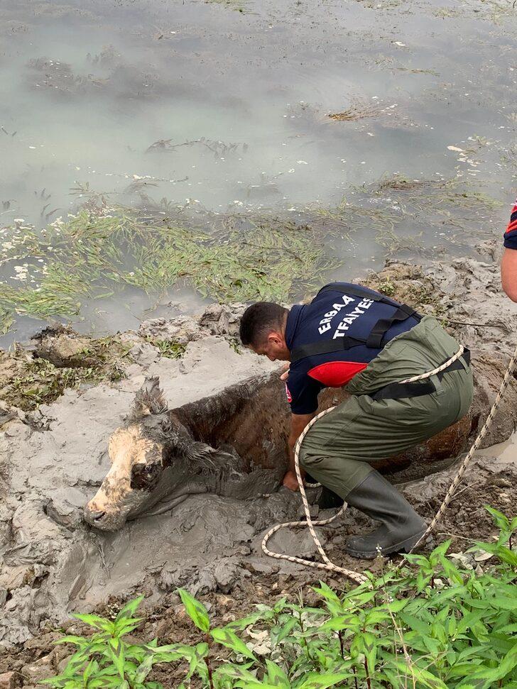 Tokat'ta çamura saplanan ineği itfaiye ekipleri kurtardı G5