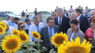 Bakan Yardımcısı Pakdil, Edirne'de ayçiçeği tarlalarında incelemede bulundu:
