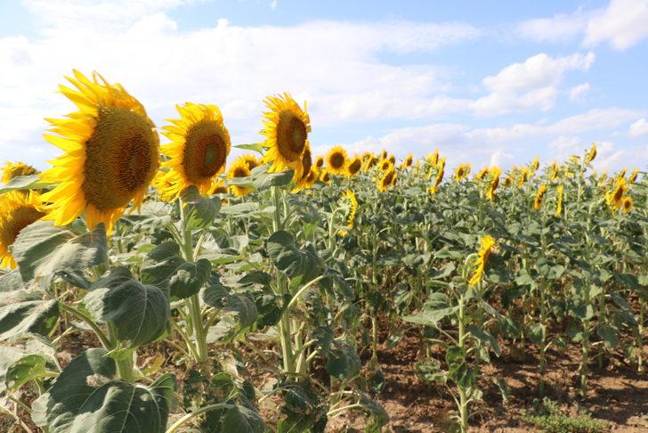 Bakan Yardımcısı Pakdil, Edirne'de ayçiçeği tarlalarında incelemede bulundu: G4