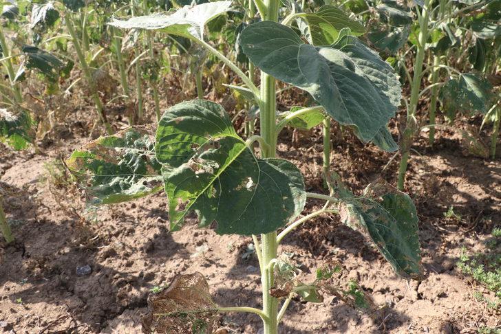 Bakan Yardımcısı Pakdil, Edirne'de ayçiçeği tarlalarında incelemede bulundu: G5