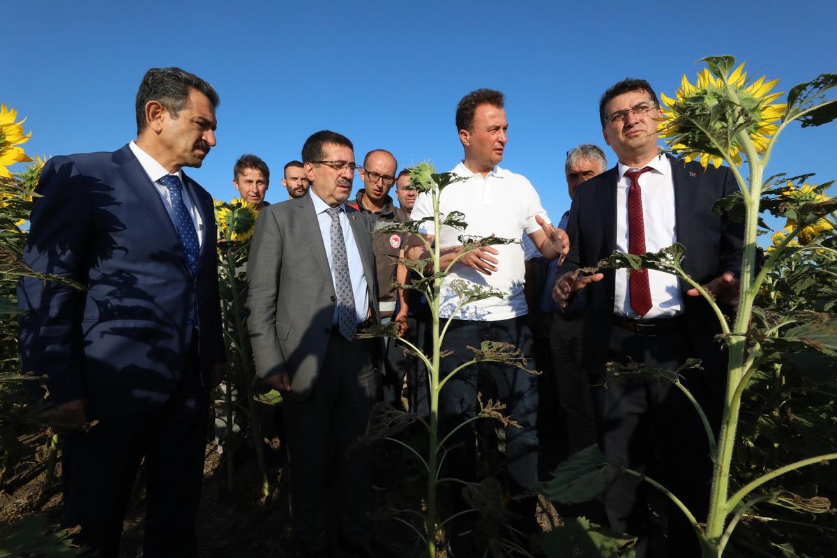 Bakan Yardımcısı Pakdil, Kırklareli'nde ay&ccedil;i&ccedil;eği tarlalarında incelemede bulundu: