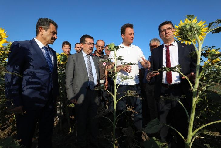 Bakan Yardımcısı Pakdil, Kırklareli'nde ayçiçeği tarlalarında incelemede bulundu: G1