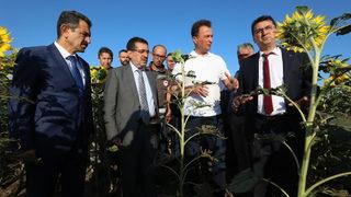 Bakan Yardımcısı Pakdil, Kırklareli'nde ayçiçeği tarlalarında incelemede bulundu: