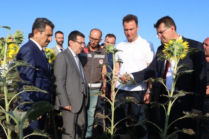Bakan Yardımcısı Pakdil, Kırklareli'nde ayçiçeği tarlalarında incelemede bulundu: G2