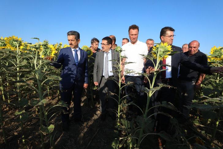Bakan Yardımcısı Pakdil, Kırklareli'nde ayçiçeği tarlalarında incelemede bulundu: G3
