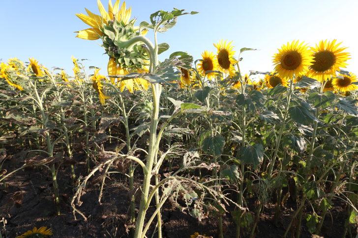 Bakan Yardımcısı Pakdil, Kırklareli'nde ayçiçeği tarlalarında incelemede bulundu: G4