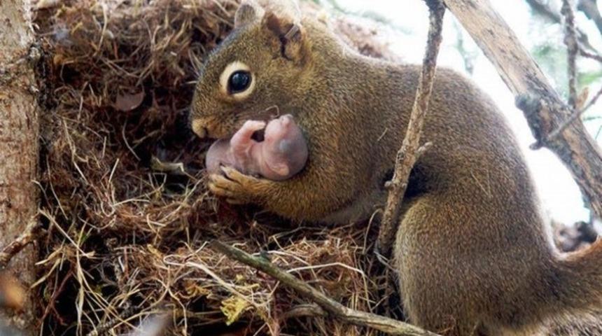 İ&ccedil;inizi eritecek 23 hayvan ailesi fotoğrafı. &Ouml;zellikle 3. harika!
