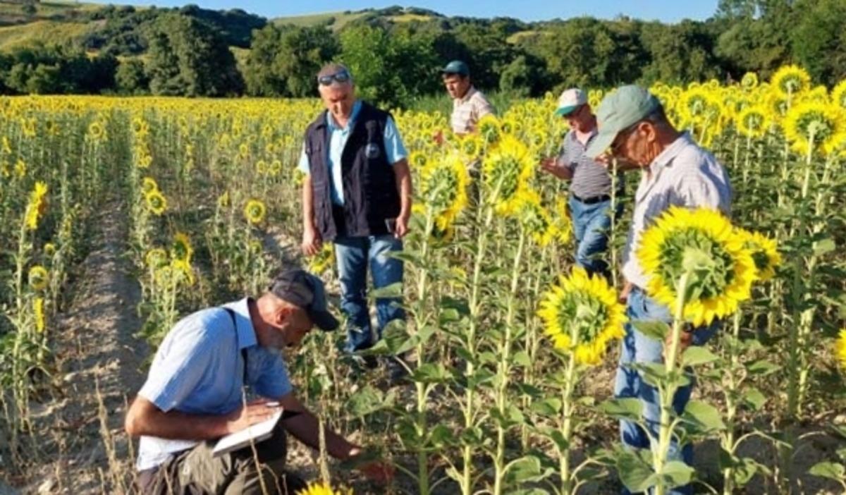&Ccedil;anakkale'de &ccedil;ayır tırtılı ile m&uuml;cadele başladı