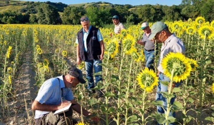 Çanakkale'de çayır tırtılı ile mücadele başladı G1