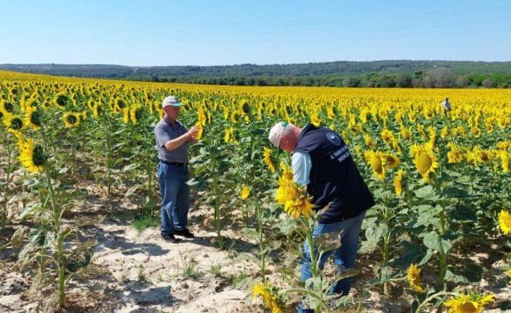 Çanakkale'de çayır tırtılı ile mücadele başladı G2