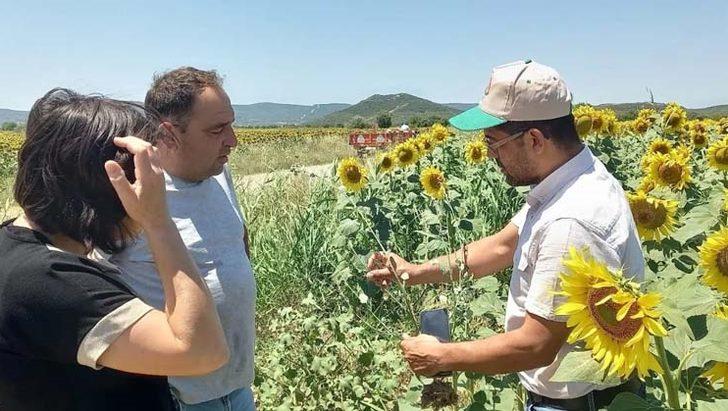 Çanakkale'de çayır tırtılı ile mücadele başladı G3