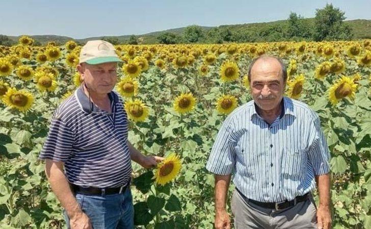 Çanakkale'de çayır tırtılı ile mücadele başladı G4