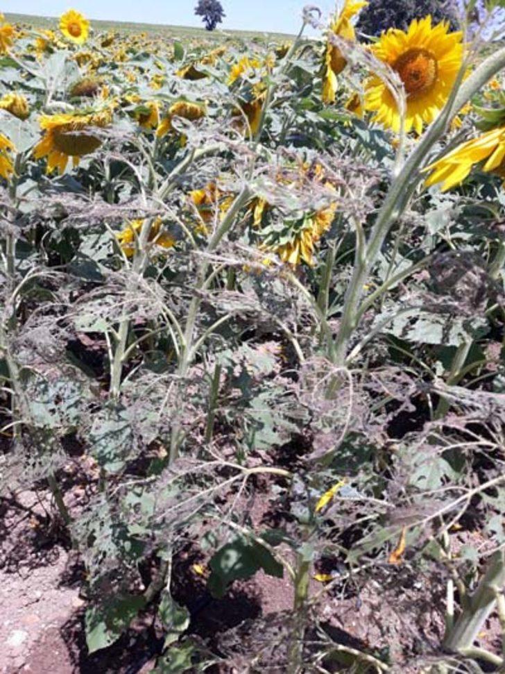 Çanakkale'de çayır tırtılı ile mücadele başladı G5