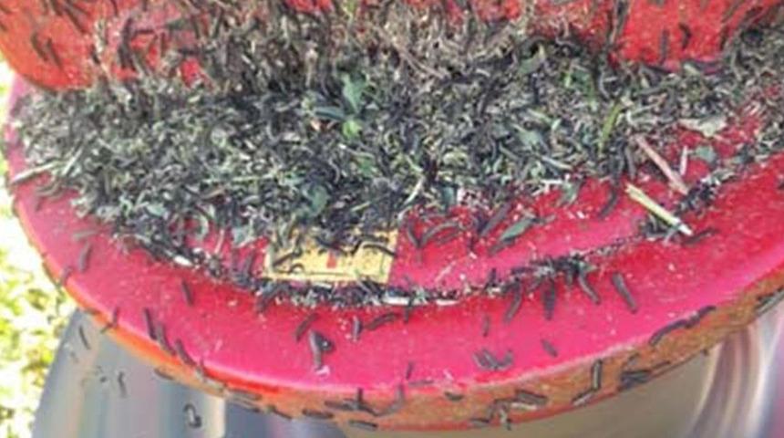 Ayçiçeği tarlalarında görüldü! Ekipler teyakkuza geçti