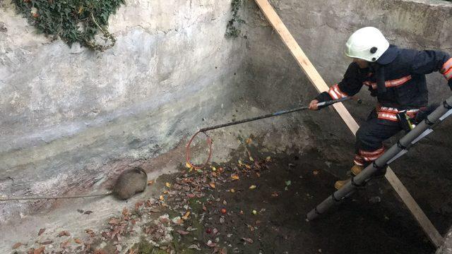 Trabzon'da su kuyusuna düşen porsuk itfaiye ekiplerince kurtarıldı