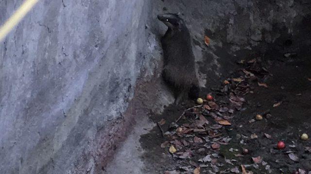 Trabzon'da su kuyusuna düşen porsuk itfaiye ekiplerince kurtarıldı