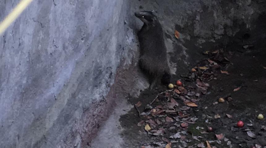 Trabzon'da su kuyusuna düşen porsuk itfaiye ekiplerince kurtarıldı