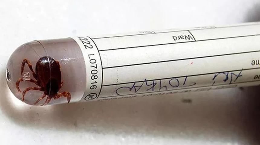 Adana'da kene ısırığı can aldı! Polis memuru hayatını kaybetti