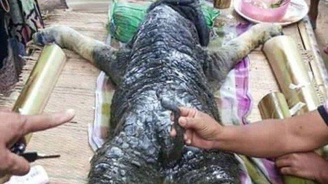 Sosyal medya, bufalo-timsah karışımı bu hayvanı konuşuyor