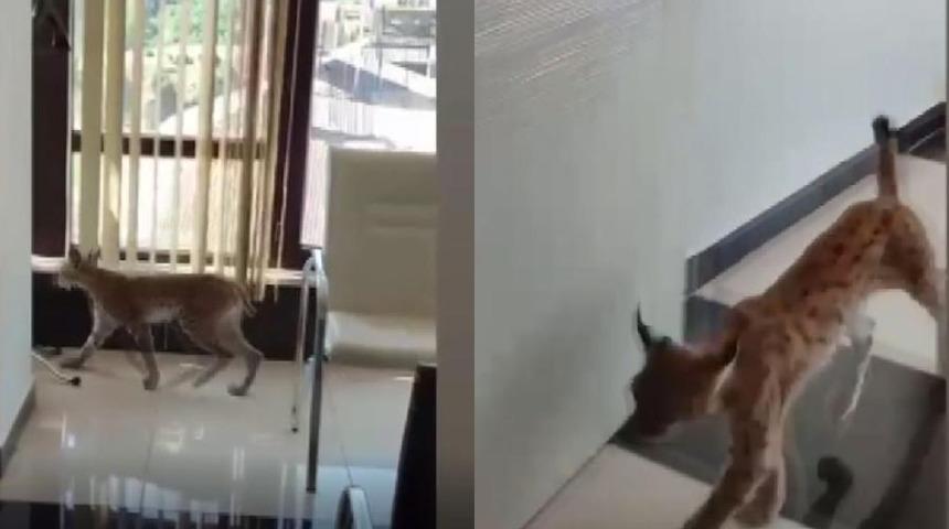 'Ormanın hayaleti' olarak biliniyor... Nesli tehlike altındaki vaşak iş yerine girdi! 'Korkudan öldük'