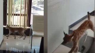 'Ormanın hayaleti' olarak biliniyor... Nesli tehlike altındaki vaşak iş yerine girdi! 'Korkudan öldük'