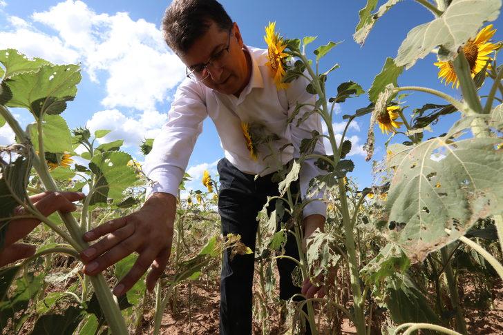 Trakya'da çayır tırtılı görülen ayçiçeği ekili alanlar büyük oranda ilaçlandı G1