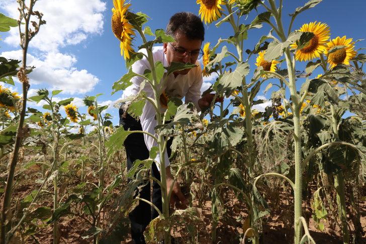 Trakya'da çayır tırtılı görülen ayçiçeği ekili alanlar büyük oranda ilaçlandı G2