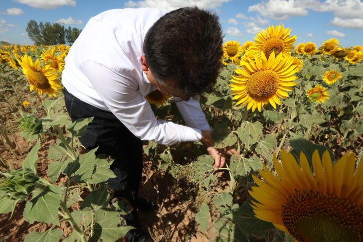 Trakya'da çayır tırtılı görülen ayçiçeği ekili alanlar büyük oranda ilaçlandı G3