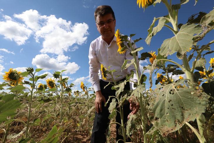 Trakya'da çayır tırtılı görülen ayçiçeği ekili alanlar büyük oranda ilaçlandı G4
