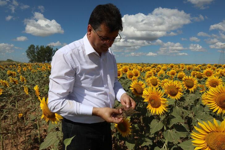 Trakya'da çayır tırtılı görülen ayçiçeği ekili alanlar büyük oranda ilaçlandı G5