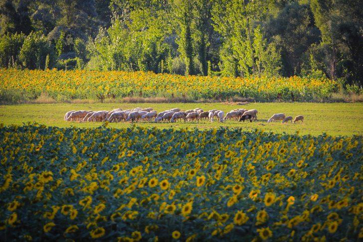 Domaniç yağlık ayçiçeğiyle sarıya büründü G1