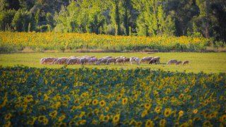 Domaniç yağlık ayçiçeğiyle sarıya büründü